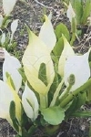 LYSICHITON CAMTSCHATCENSIS