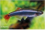 TANICHTHYS ALBONUBES - CHINESE DANIO