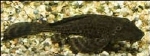 HYPOSTOMUS PLECOSTOMUS