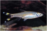 RASBORA TRILLINEATUA - SCHAARVIS