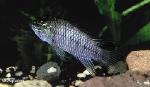 APISTOGRAMMA BORELLI PARAGUAI