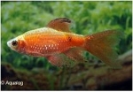 PUNTIUS CONCHONIUS  SUPER RED -  BARBEEL