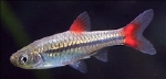 RASBORA RUBRODORSALIS