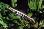 NANNOSTOMUS EQUES - PENSEELVISJE