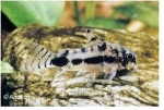 CORYDORAS HABROSUS -  DWERGPANTSERWELS