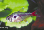 GELE FANTOOMZALM - HYPHESSOBRYCON ROSACEUS