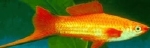 XIPHOPHORUS HELLERI RED ALBINO EYE - ZWAARDDRAGER