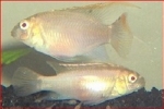 PELVICACHROMIS PULCHER -  ALBINO KERSENBUIK