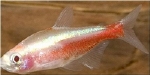 PARACHEIRODON INNESI - NEONTETRA ORANGE DIAMANT