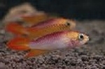 APISTOGRAMMA CACATOIDES GOLD RED