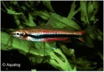 NANNOSTOMUS BECKFORDI RED