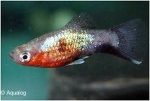 XIPHOPHORUS MACULATUS - PLATY REGENBOOG