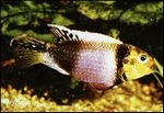 PELVICACHROMIS SUBOCELATUS MATADI