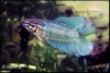 BETTA FEMALE SPLENDENS DOUBLE TAIL - KEMPVIS VROUW