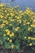 CALTHA PALUSTRIS