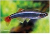 TANICHTHYS ALBONUBES - CHINESE DANIO