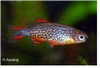 DANIO MARGARITATUS RASBORA GALAXY - PARELHOEN RASBORA