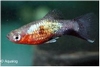 XIPHOPHORUS MACULATUS - PLATY REGENBOOG