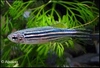 BRACHYDANIO RERIO - ZEBRA DANIO