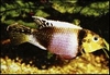 PELVICACHROMIS SUBOCELATUS MATADI