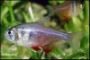 HYPHESSOBRYCON FLAMMEUS - RODE RIO