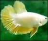 BETTA MAN YELLOW DRAGON HMPK